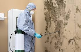 Best Water Damage & Mold Remediation in USA